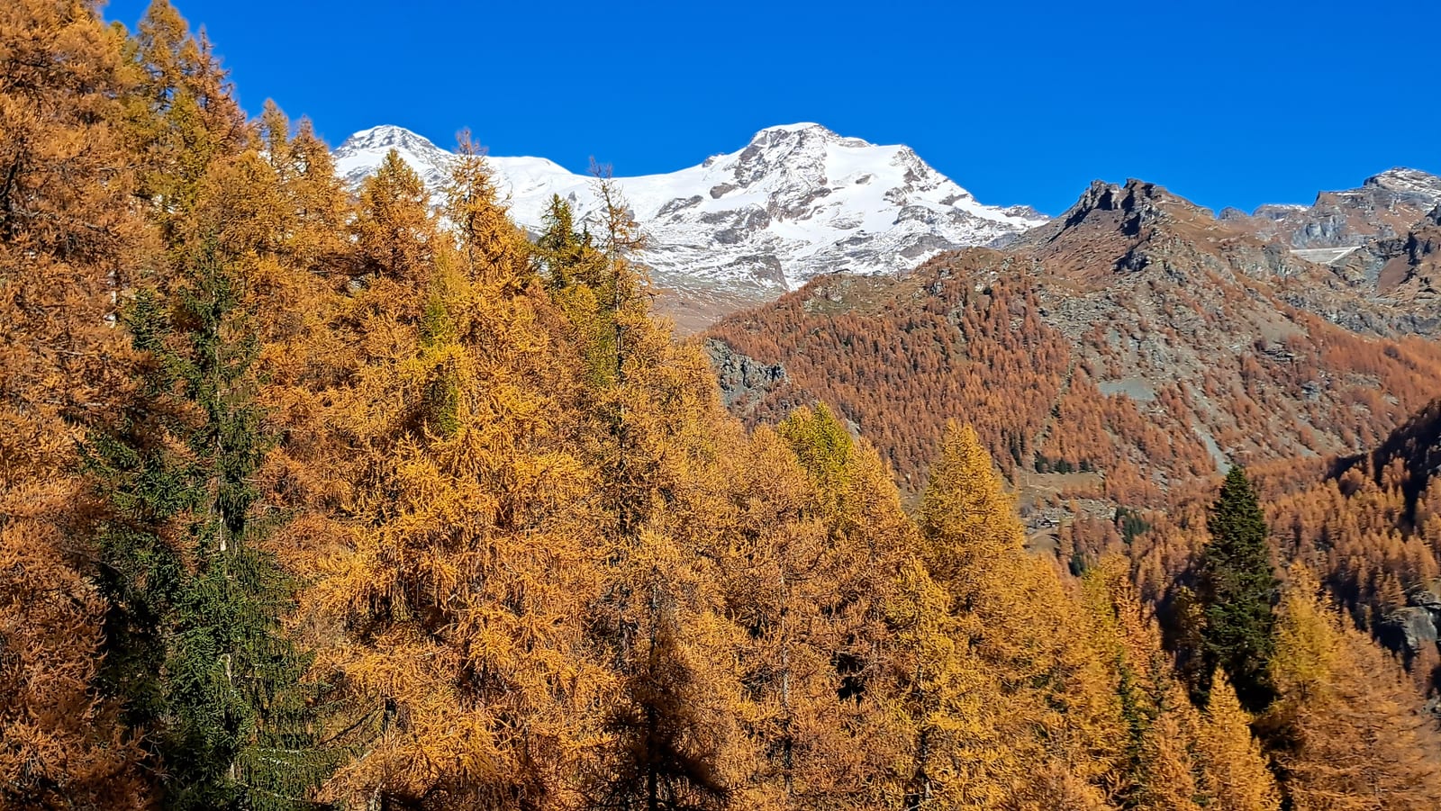 Gressoney Valley. Larches in autumn.