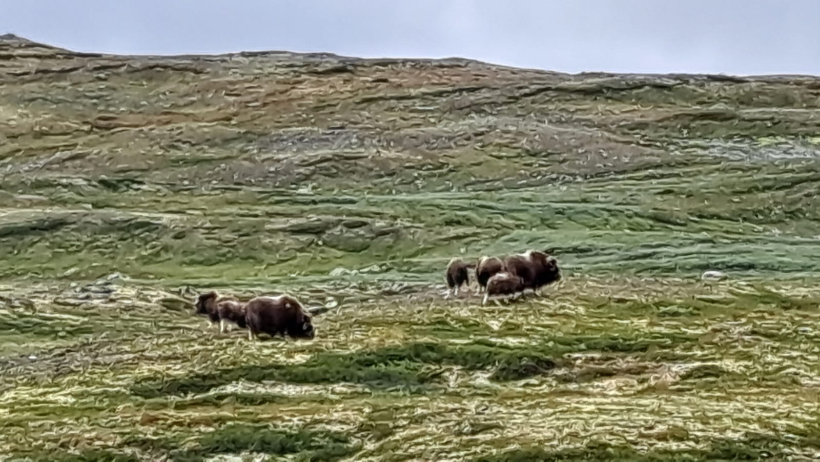 Dovrefjell, the thrill of a walking safari in search of muskoxen.