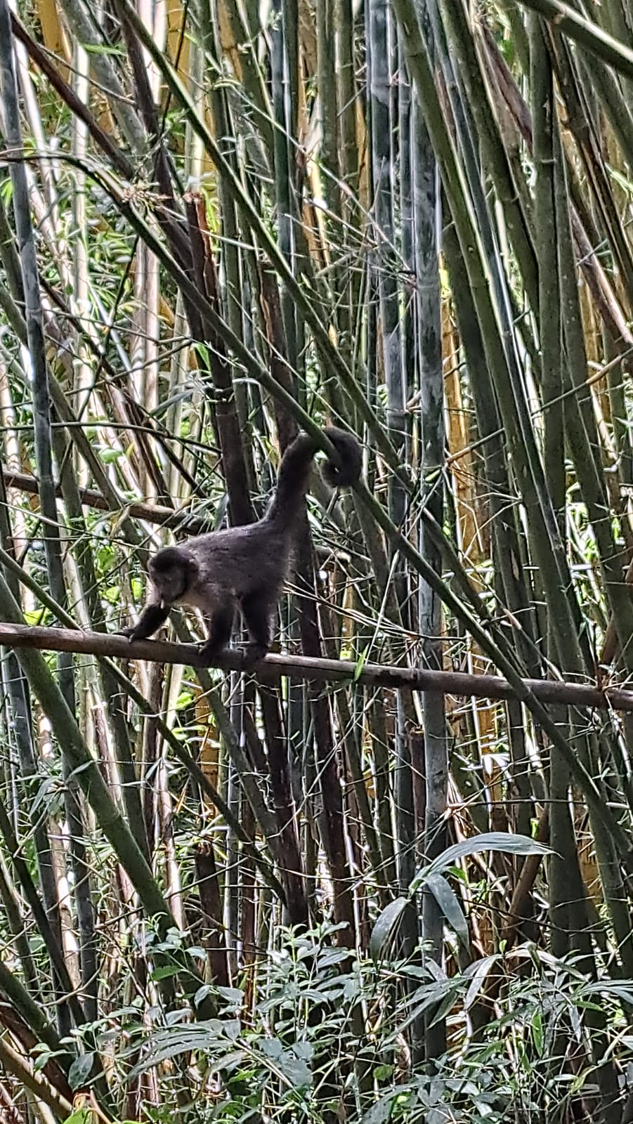 A capuchin monkey along the trail to Pedra Bonita