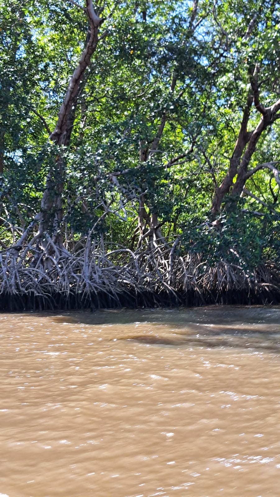 The mangroves along the Rio Preguiça