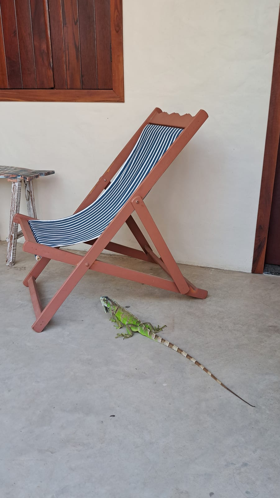 An iguana right outside the pousada door, in Parnaíba