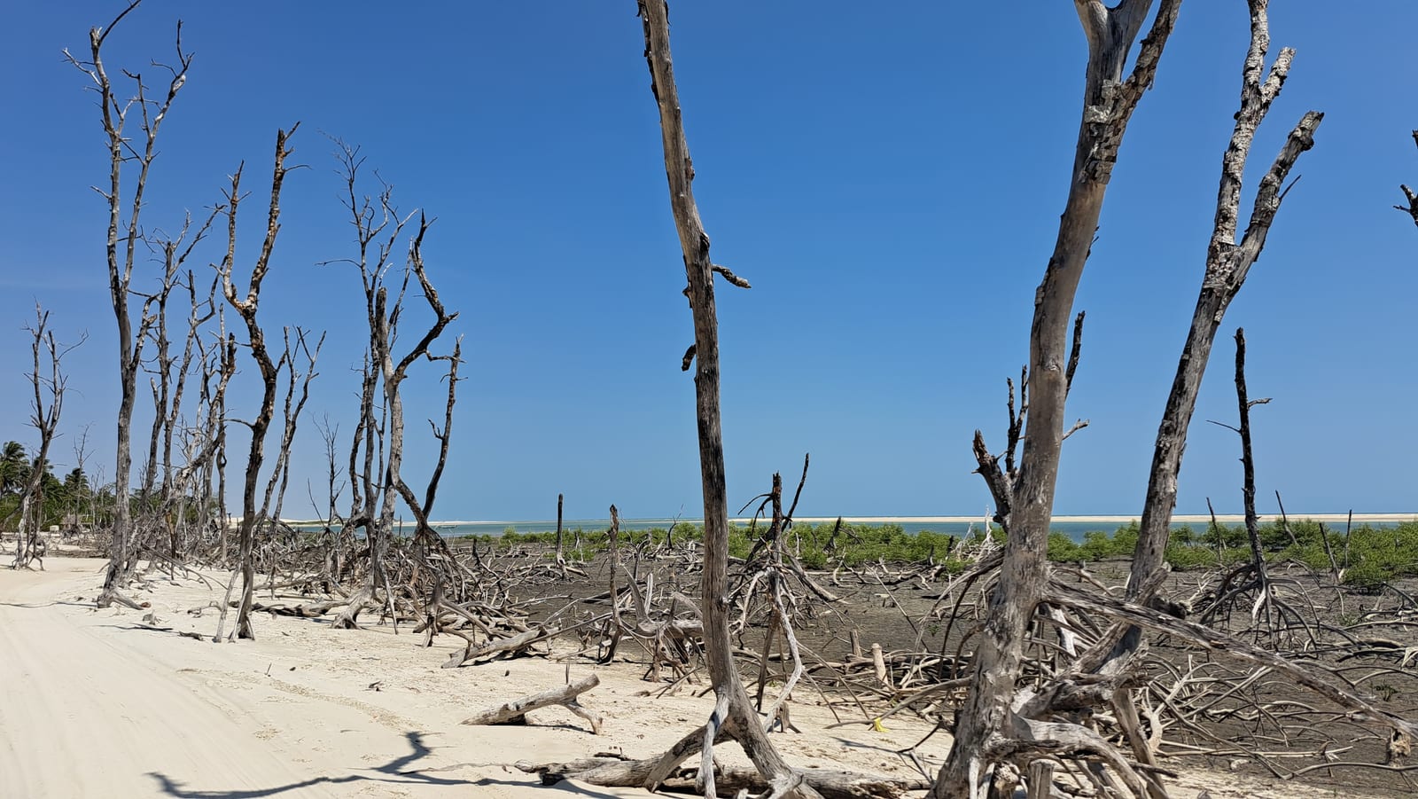 The dry mangroves of Mangue Seco