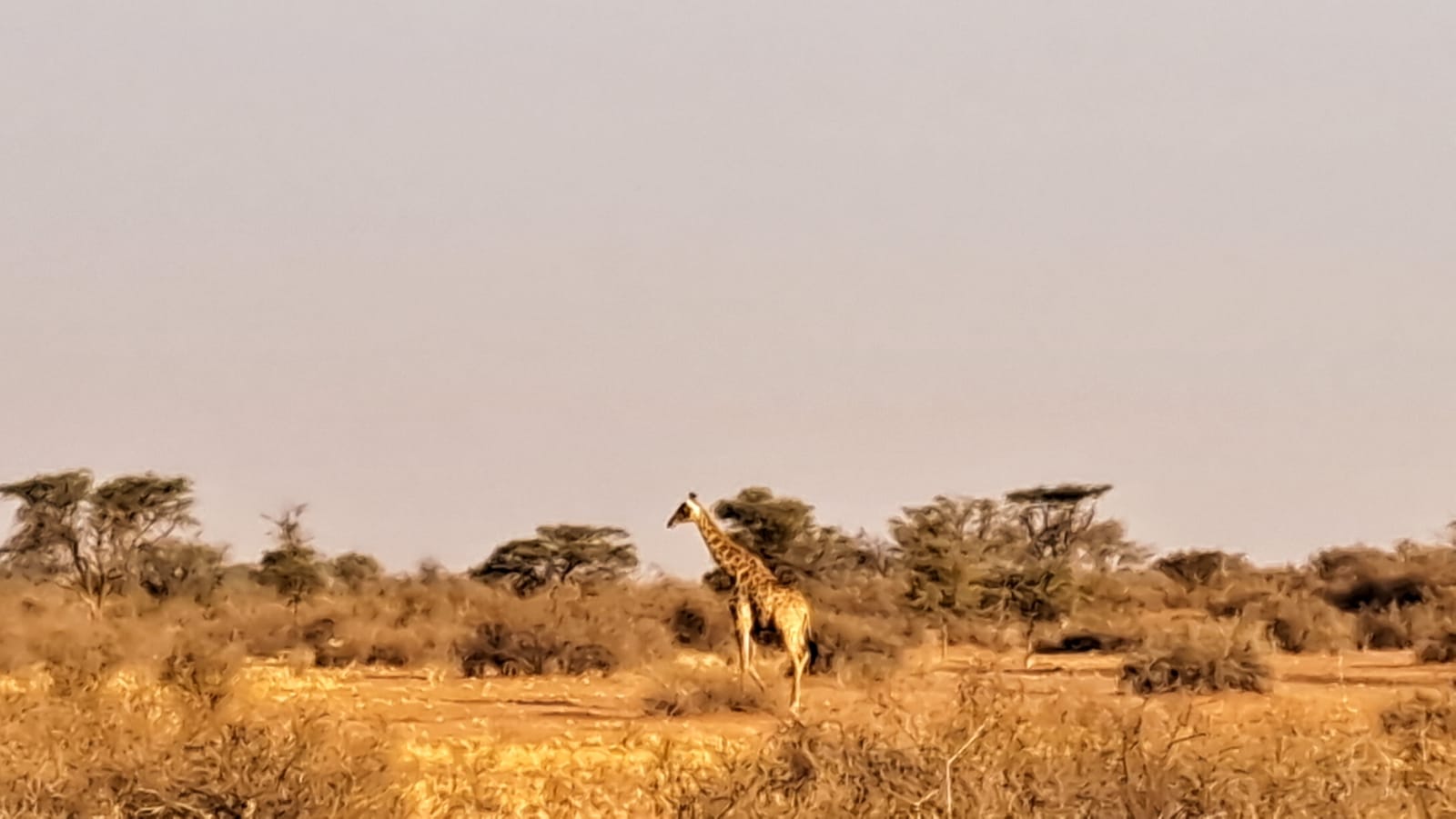 First giraffe sighting — Kalahari Transfrontier Park
