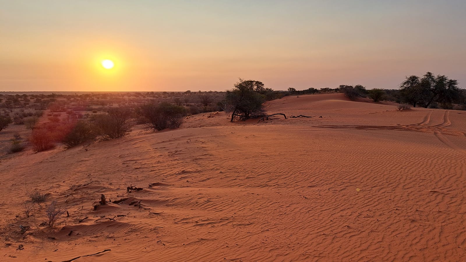 Sunset over the Kalahari — red sand and acacia silhouettes