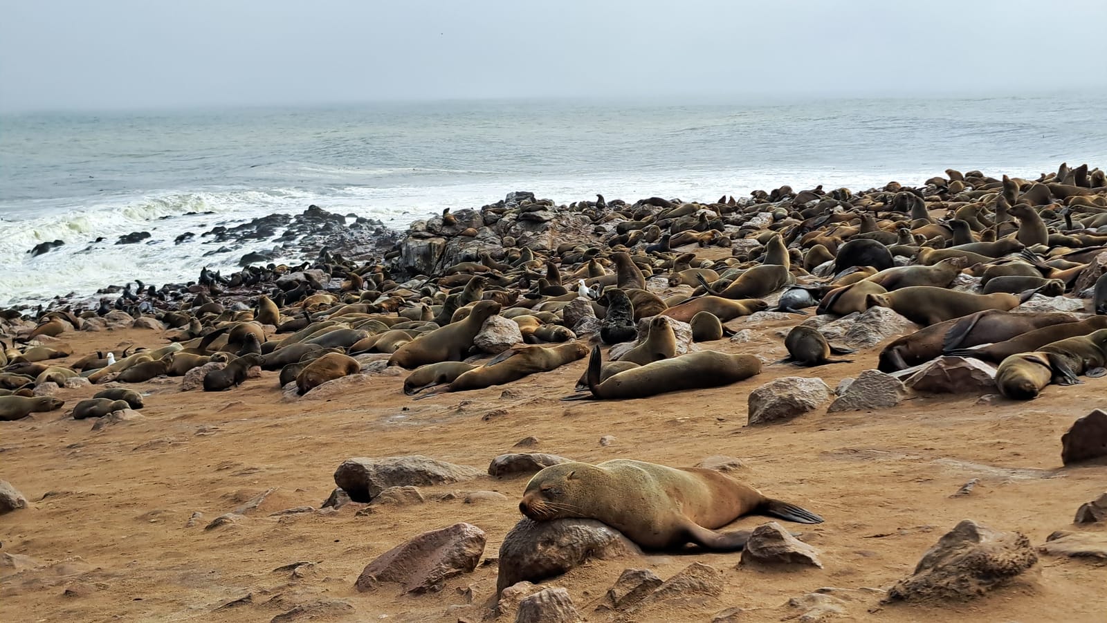 Cape Cross seal colony — thousands of Cape fur seals under the Benguela mist