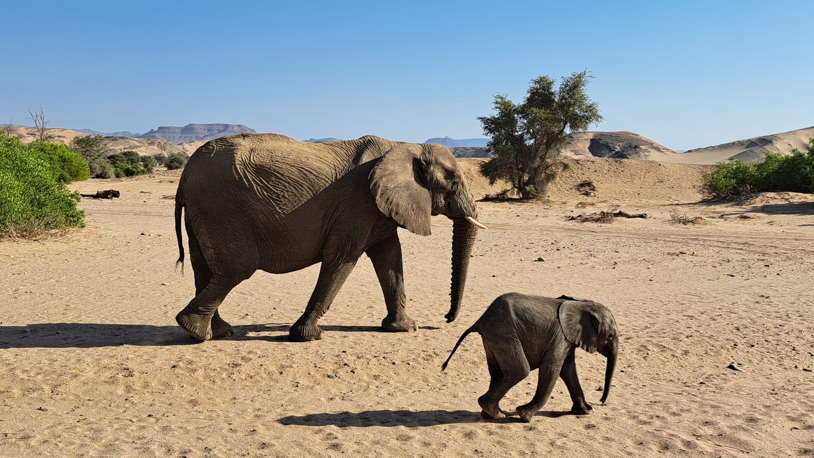 Desert elephants — mother and calf in the Huab riverbed, Damaraland