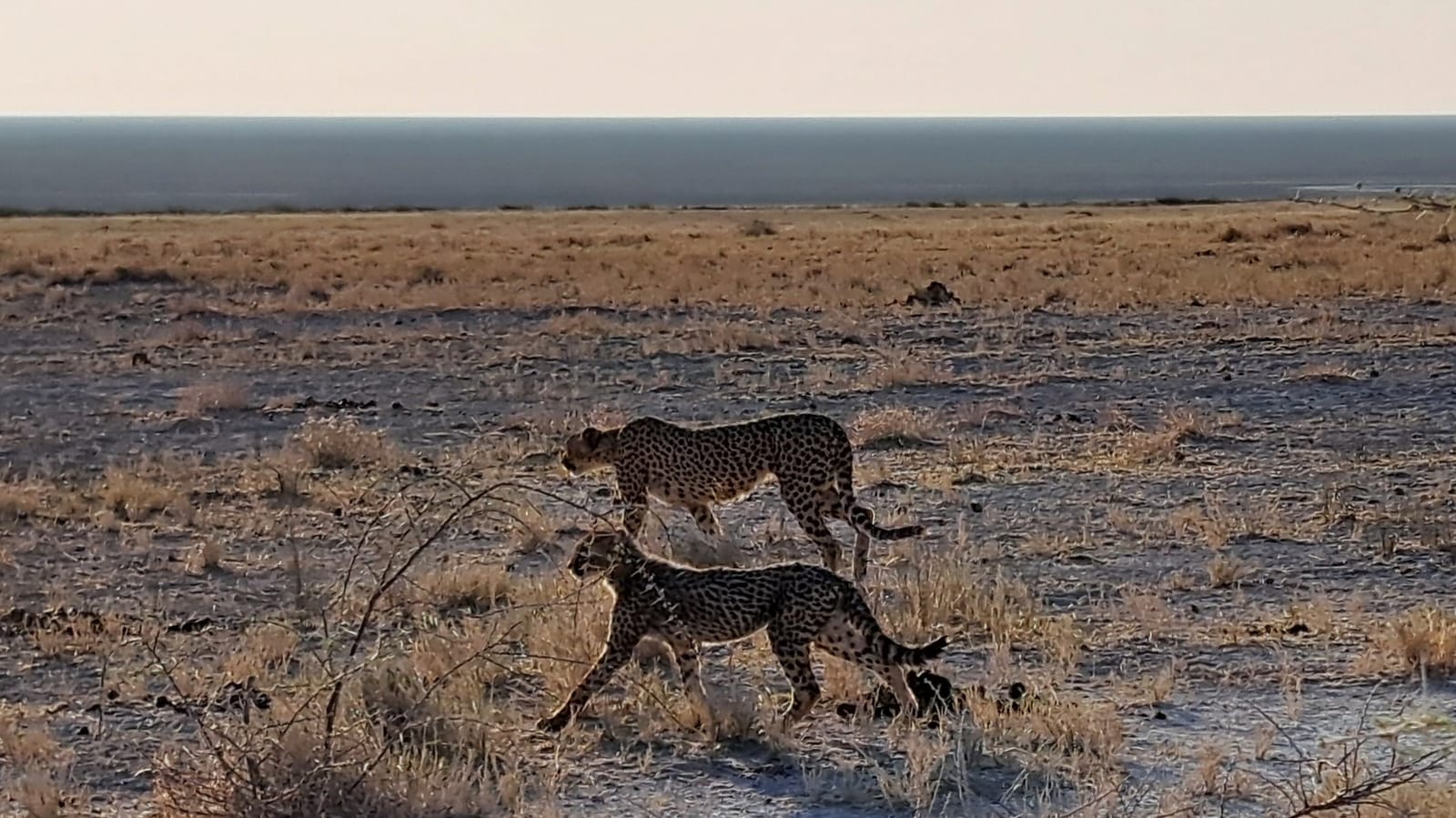Two cheetahs at dusk — Etosha plain, the salt pan on the horizon