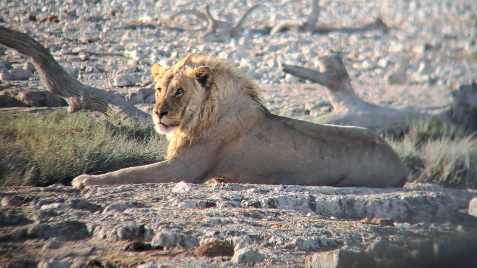 Young male lion resting — Etosha