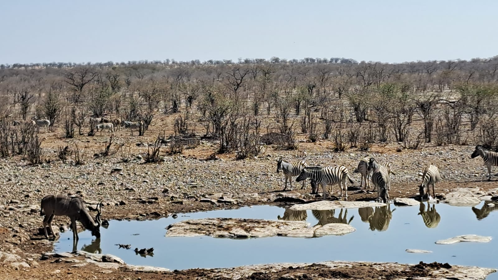 Natural waterhole — zebra and kudu drinking together, reflections on the still surface