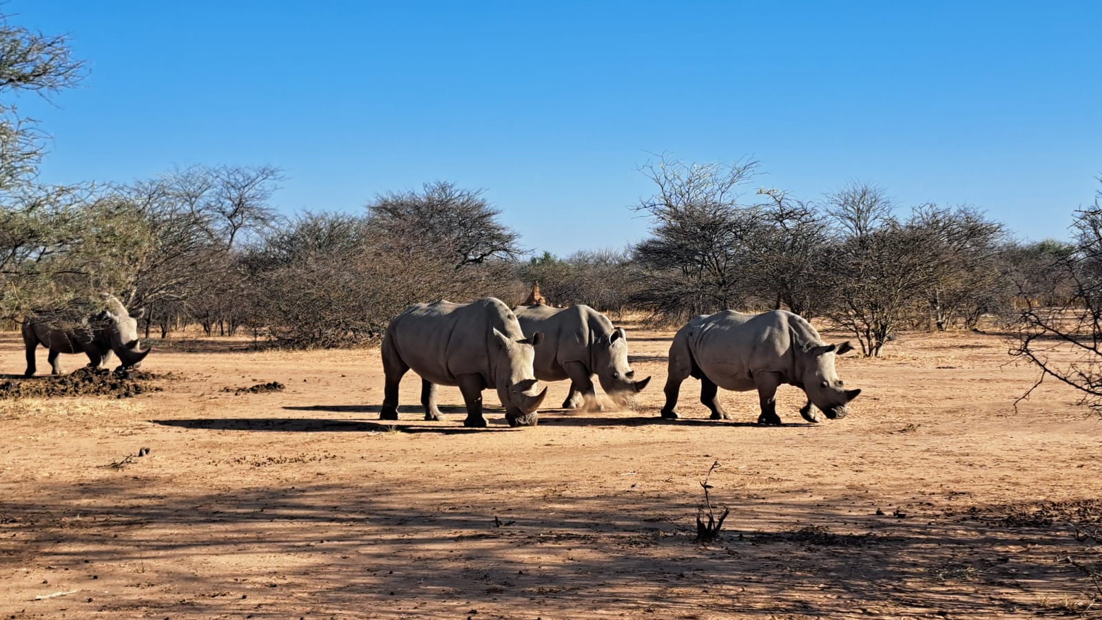 White rhinoceros — Waterberg Plateau reserve, under armed protection