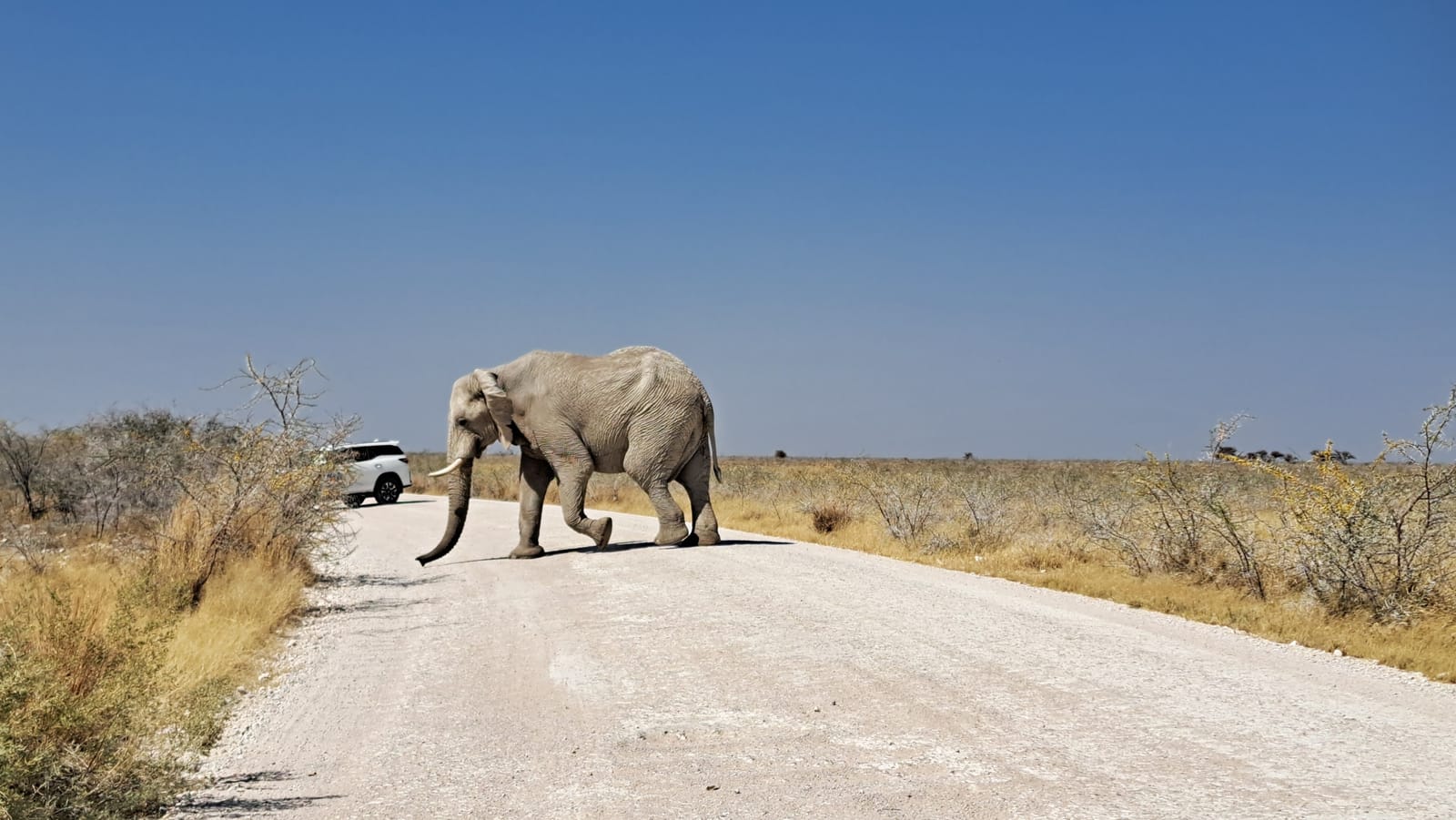 Bull elephant crossing the road — Etosha National Park