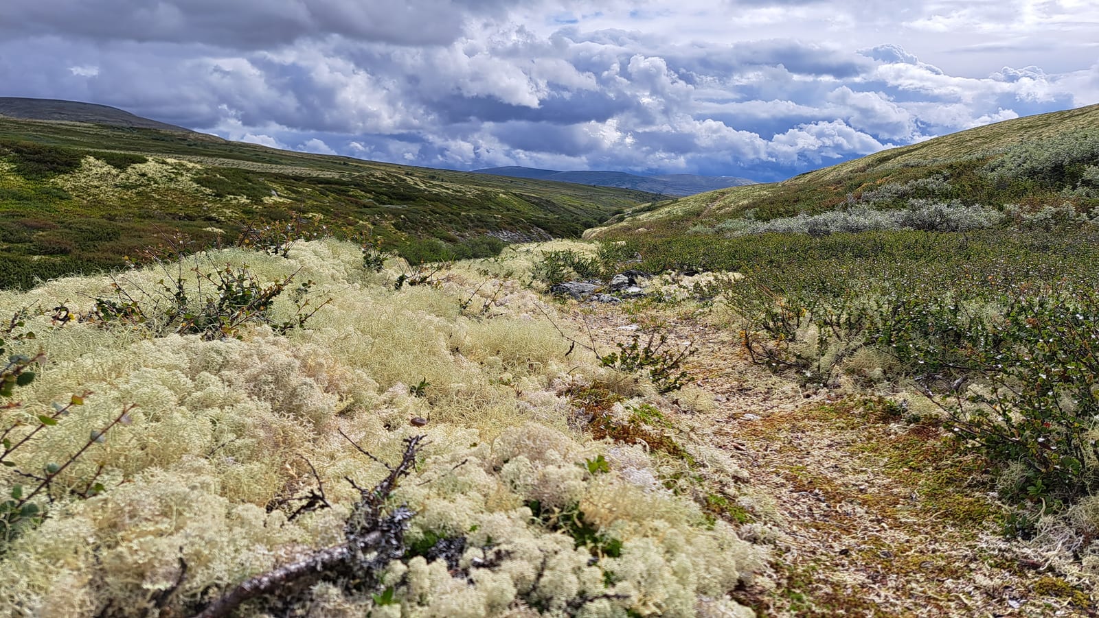The lichen of the Grimsdalen in the foreground, with the clouds now dense over the valley