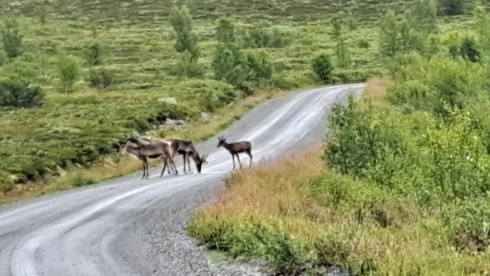 The group of reindeer crossing the road in front of us, on the Valdresflye plateau