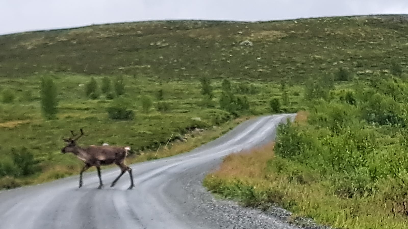 One of the reindeer moving off, crossing the road
