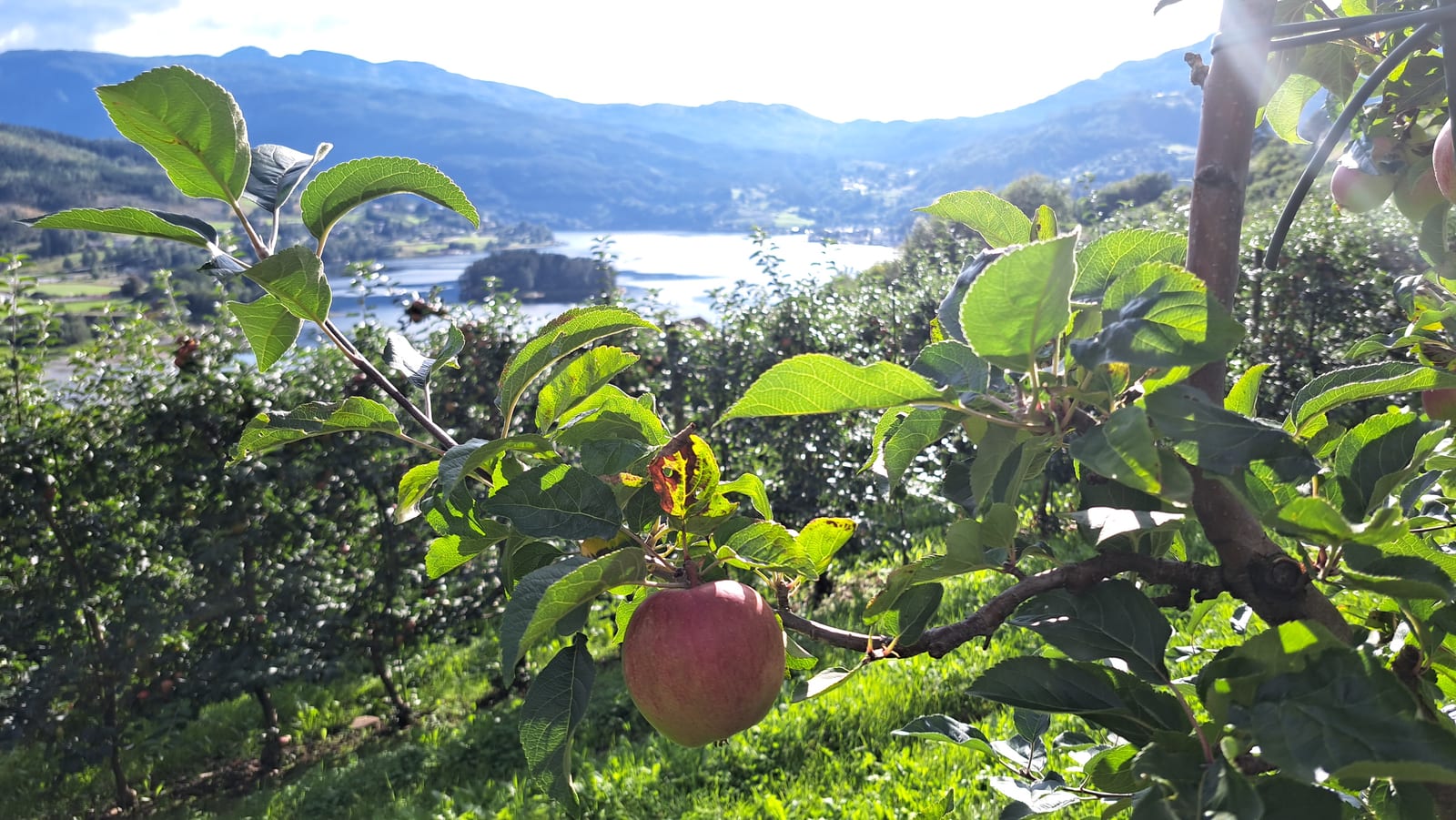 An apple in the Hardanger orchards, with the fjord in the background