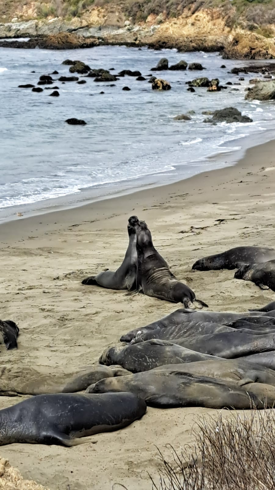 Elephant seals sparring on the beach at Piedras Blancas