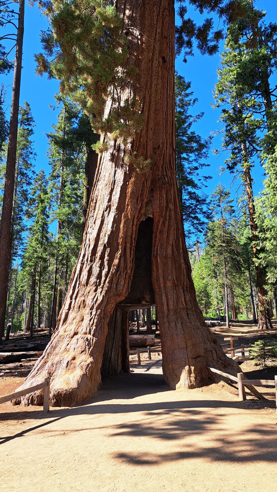 A giant sequoia in Mariposa Grove, its base hollowed by fire