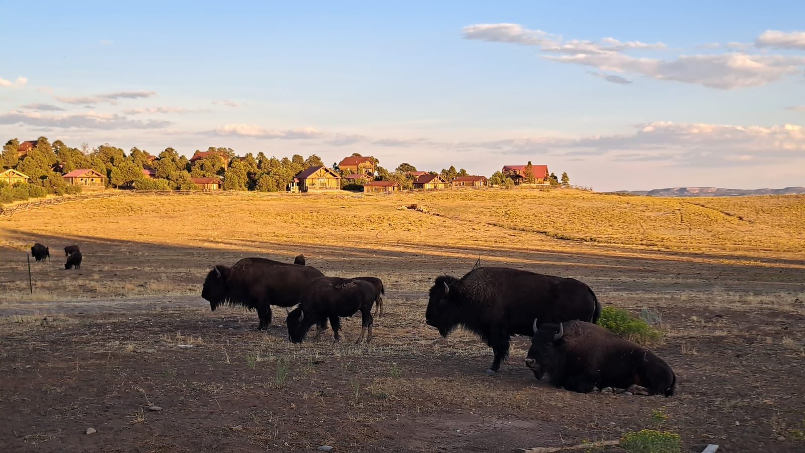 A herd of bison grazing at sunset along the road to Kanab