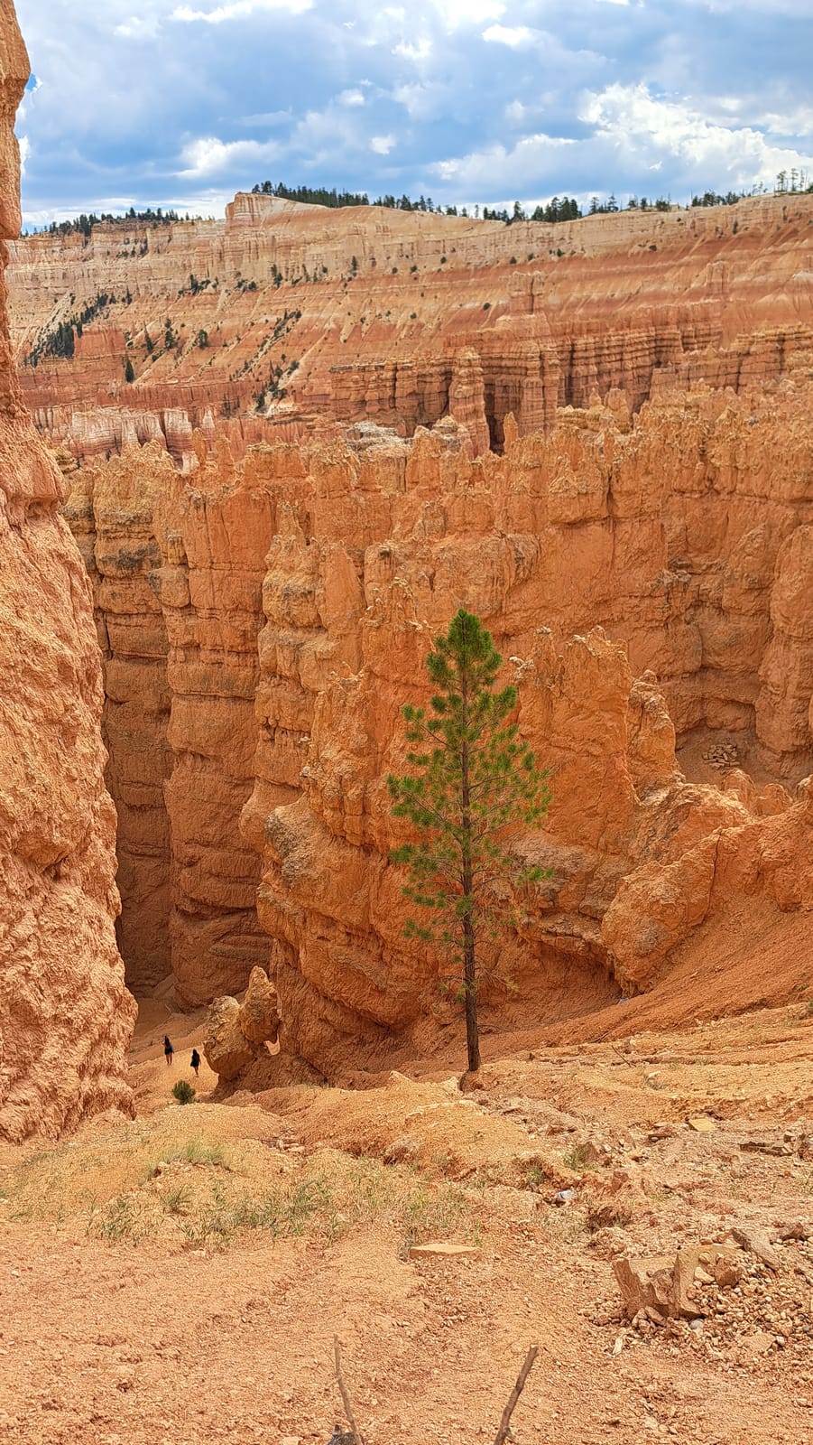 A lone pine growing among the hoodoos at the base of the amphitheater