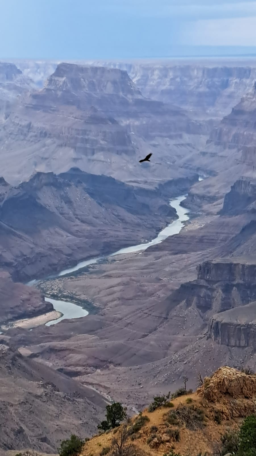 A condor gliding over the Colorado River, seen from the Grand Canyon's South Rim